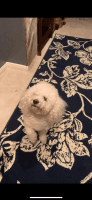 Bichon Frise Puppies for sale in Sugar Land, Texas. price: $2,500