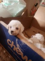 Bichon Frise Puppies for sale in Pickens, South Carolina. price: $1,000