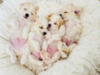 Bichon Frise Puppies for sale in Los Angeles, California. price: $1,500