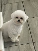 Bichon Frise Puppies for sale in Fontana, California. price: $2,100