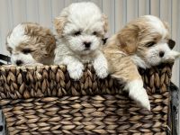 Bichon Frise Puppies for sale in Mesa, AZ 85206, USA. price: $650