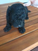 Bichon Frise Puppies for sale in Jacksonville, Florida. price: $1,000