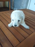 Bichon Frise Puppies for sale in Jacksonville, Florida. price: $1,000