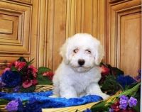 Bichon Frise Puppies for sale in New York City, New York. price: $550