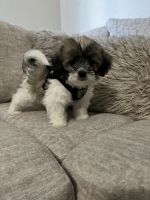 Bichon Frise Puppies for sale in Apache Junction, Arizona. price: $1,000