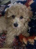 Bichon Frise Puppies for sale in Cartersville, GA, USA. price: $1,100
