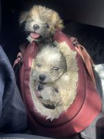 Bichon Frise Puppies for sale in Thiruvananthapuram, Kerala, India. price: 15,000 INR