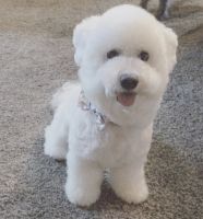 Bichon Frise Puppies for sale in Antioch, TN 37013, USA. price: $500