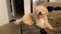 Bichonpoo Puppies for sale in Orlando, FL, USA. price: $2,800