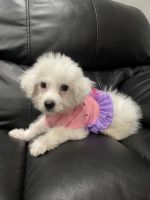Bichonpoo Puppies for sale in Philadelphia, PA, USA. price: $800
