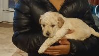 Bichonpoo Puppies for sale in Norristown, PA, USA. price: $1,100