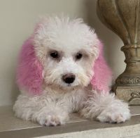 Bichonpoo Puppies for sale in Jacksonville, FL, USA. price: $950
