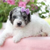 Bichonpoo Puppies for sale in Denver, CO, USA. price: $900
