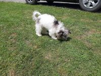 Bichonpoo Puppies for sale in Bruceton Mills, WV 26525, USA. price: $250