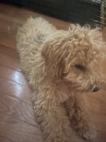 Bichonpoo Puppies for sale in Lancaster, PA, USA. price: $500