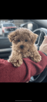 Bichonpoo Puppies for sale in Philadelphia, PA, USA. price: $1,500