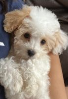 Bichonpoo Puppies for sale in Los Angeles, CA, USA. price: $1,400