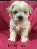 Bichonpoo Puppies for sale in Munfordville, KY 42765, USA. price: $599