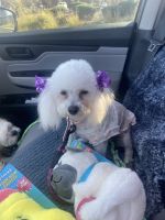 Bichonpoo Puppies for sale in Las Vegas, NV, USA. price: $2,000