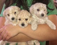 Bichonpoo Puppies for sale in Cullman, AL, USA. price: $1,200