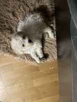 Bichonpoo Puppies for sale in Brooklyn, New York. price: $1,600