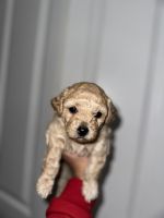 Bichonpoo Puppies for sale in Miami, FL, USA. price: $1,500