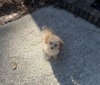 Bichonpoo Puppies for sale in Columbia, South Carolina. price: $2,000