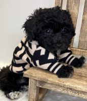 Bichonpoo Puppies for sale in Lexington, South Carolina. price: $3,500