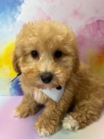 Bichonpoo Puppies for sale in Brooklyn, New York. price: $1,100
