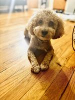 Bichonpoo Puppies for sale in Elizabeth, New Jersey. price: $800