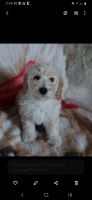 Bichonpoo Puppies for sale in Monroeville, Indiana. price: $800