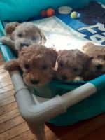 Bichonpoo Puppies Photos