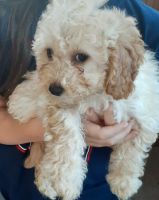 Bichonpoo Puppies for sale in Monroeville, Indiana. price: $400