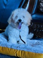 Bichonpoo Puppies for sale in Boise, Idaho. price: $400