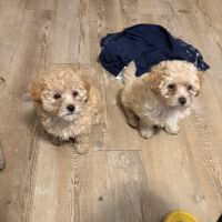 New litter coming 4/1/25