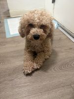Bichonpoo Puppies for sale in Brooklyn, NY, USA. price: $375