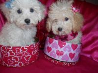 Bichonpoo Puppies for sale in Detroit, MI, USA. price: $850