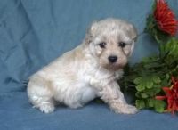 Bichonpoo Puppies for sale in Los Angeles, CA, USA. price: $500