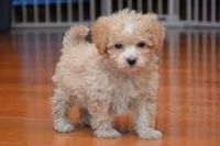 Bichonpoo Puppies for sale in Beaver Creek, CO 81620, USA. price: $600