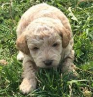 Bichonpoo Puppies for sale in New York, NY, USA. price: $500