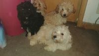 Bichonpoo Puppies for sale in Milwaukee, WI, USA. price: $500