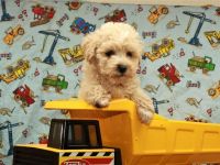 Bichonpoo Puppies for sale in Shawnee, OK, USA. price: $500