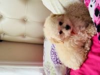 Bichonpoo Puppies for sale in New York, NY, USA. price: $1,385