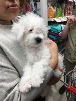 Bichonpoo Puppies for sale in Wichita, KS, USA. price: $650