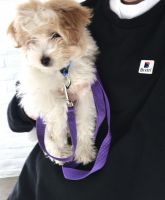 Bichonpoo Puppies for sale in Provo, UT, USA. price: $1,200