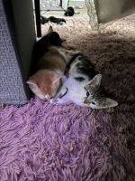 Bicolor Cats for sale in Herndon, Virginia. price: $100