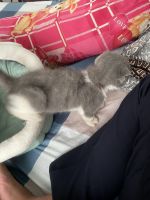 Bicolor Cats for sale in Bưu Điện Dầu Giây, Đồng Nai, Vietnam. price: 1 VND