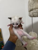 Chatons à adotar de manière responsable!