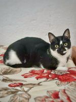 Bicolorgatosen venta en Taboada, Lugo, España. Precio: 120 EUR