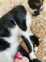 Gato, macho, castrado de año y medio